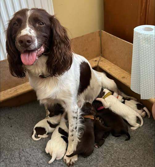 Beautiful Sprocker Puppies Available
