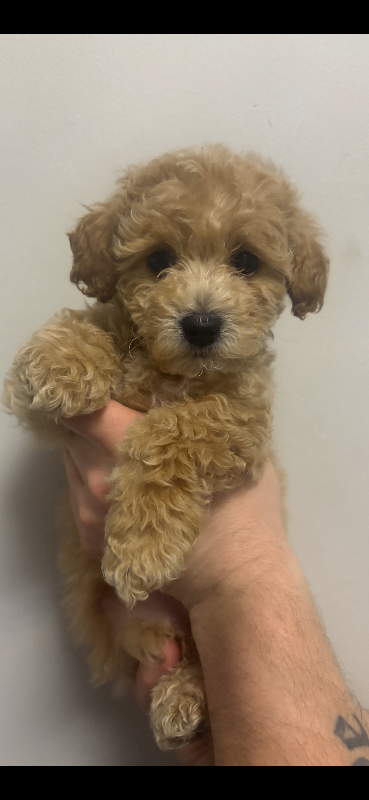 READY TO LEAVE Cavapoochon puppy’s 