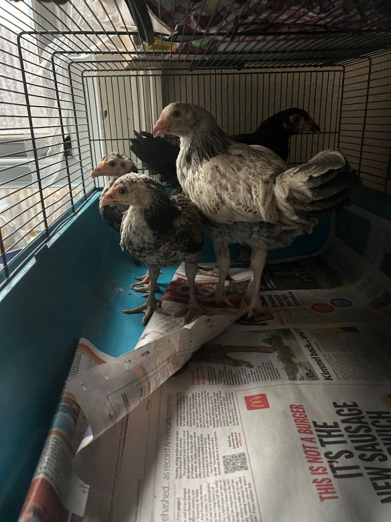 Aseel Rooster, hens and Pullets for sale