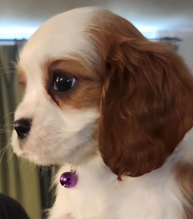 Beautiful Blenheim Cavalier King Charles Spaniel Boys