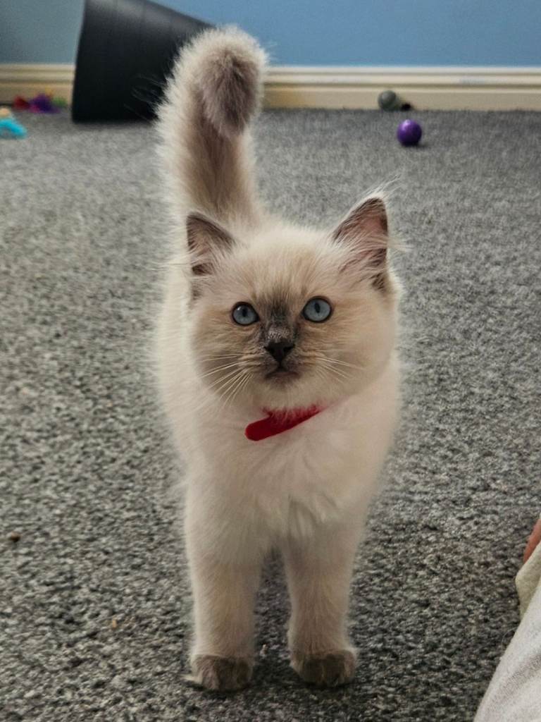 Ragdoll kittens for sale