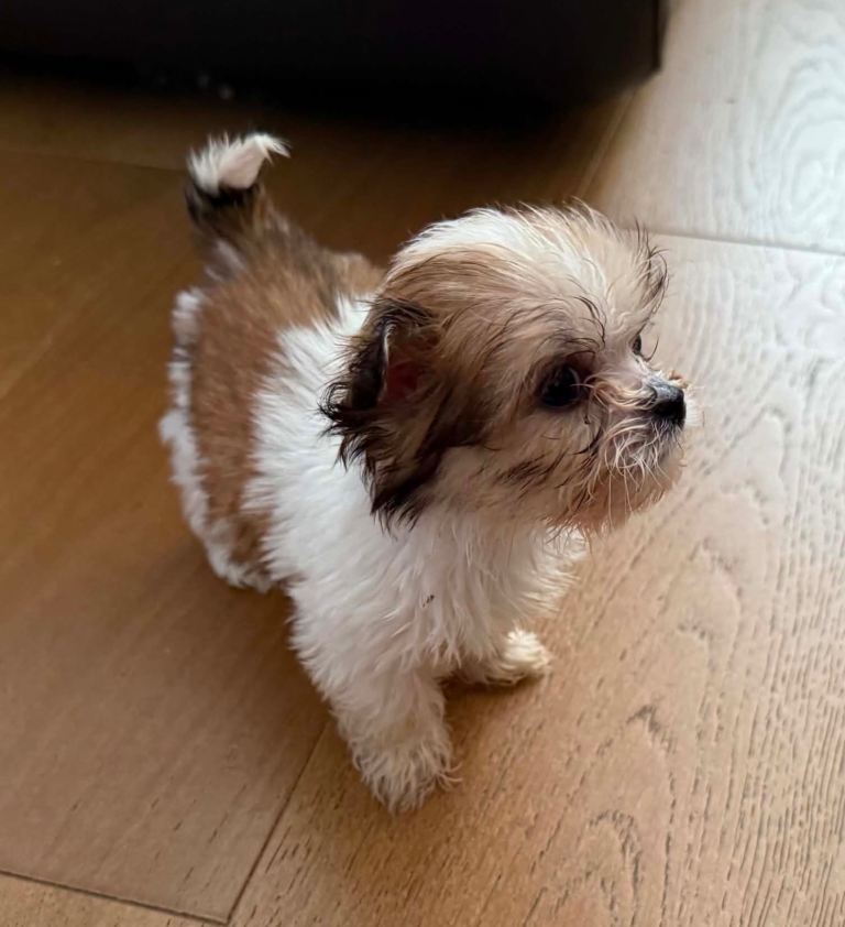 Lhasa apso pups