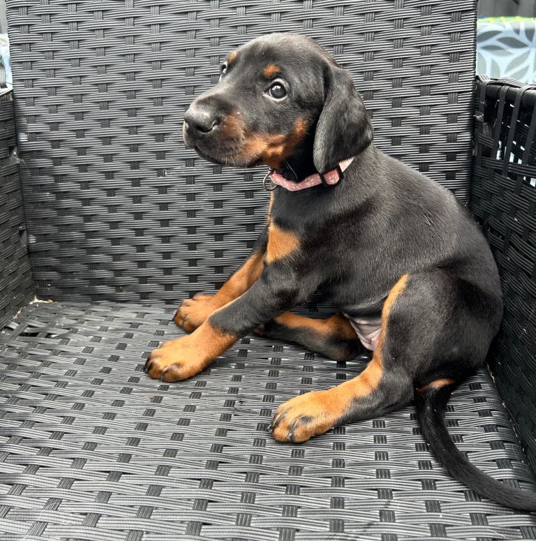 1 girl doberman puppy left 