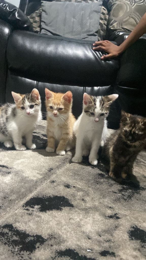 4 beautiful kittens for sale 