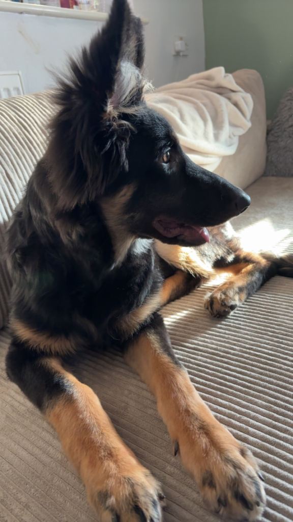 German Shepard puppy