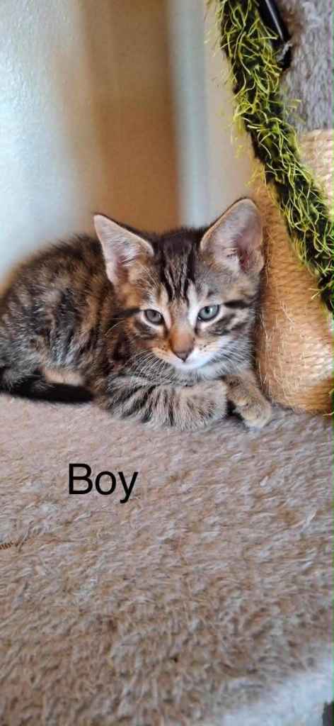 Kitten