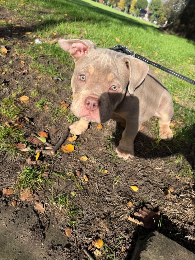 Lilac & Tan Pocket American Bully Male 