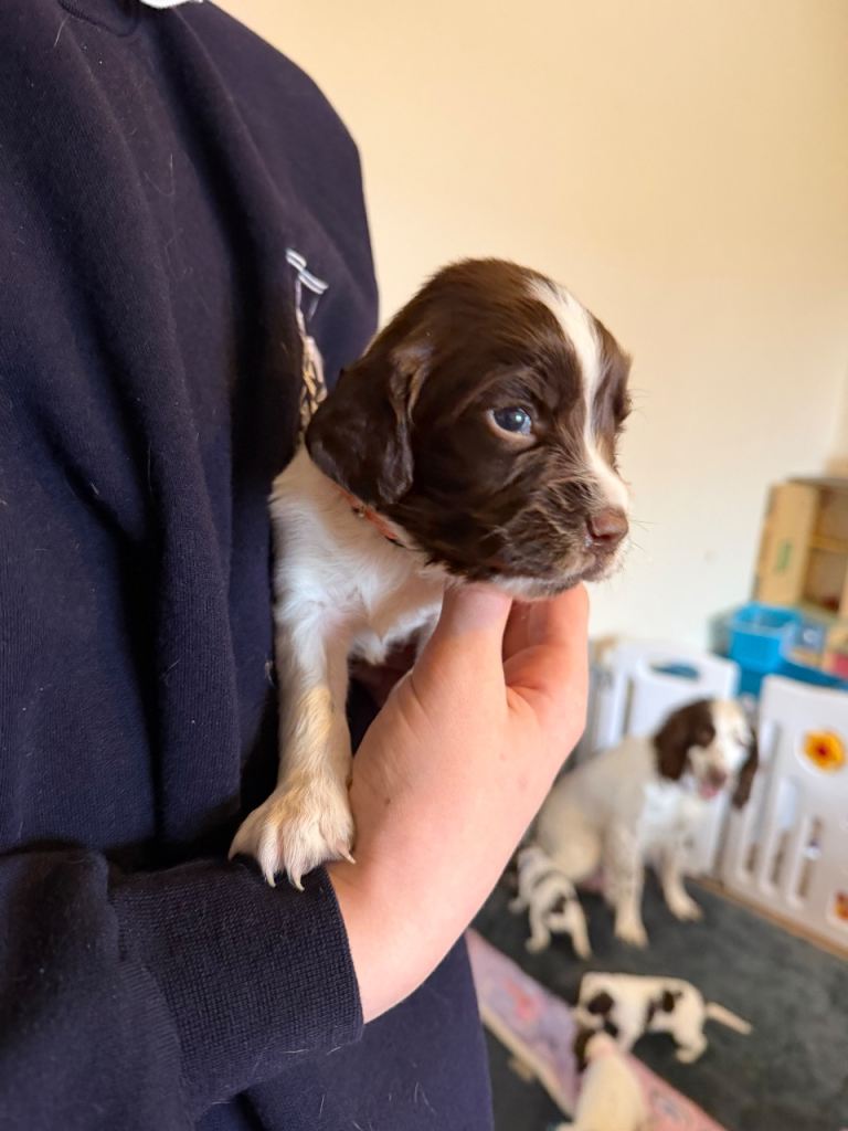 Springer spaniel pup 1 girl left