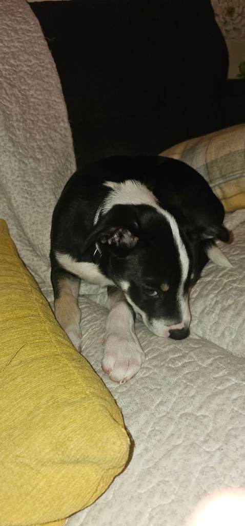 border collie for sale