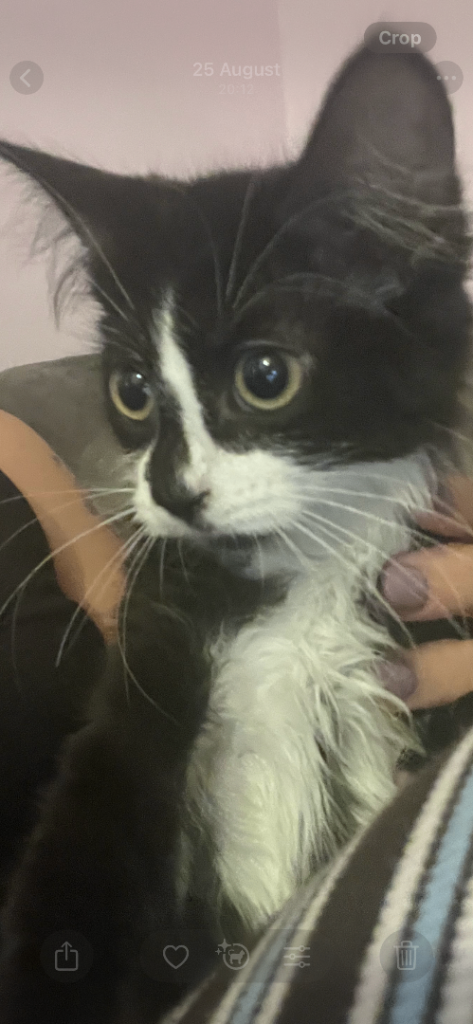 2 beautiful girl kittens 12 weeks fleaed and wormed Litter trained, very friendly kittens.