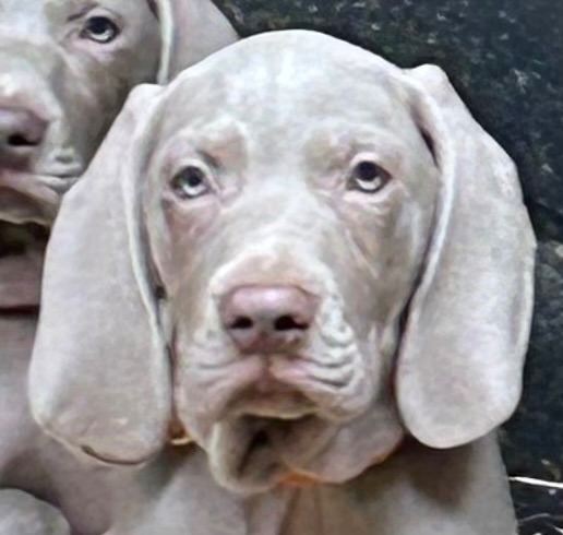 Ready now one Sunning Puppy 