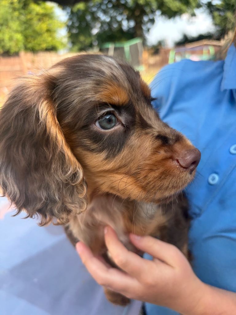 1 left Cocker spaniel puppies