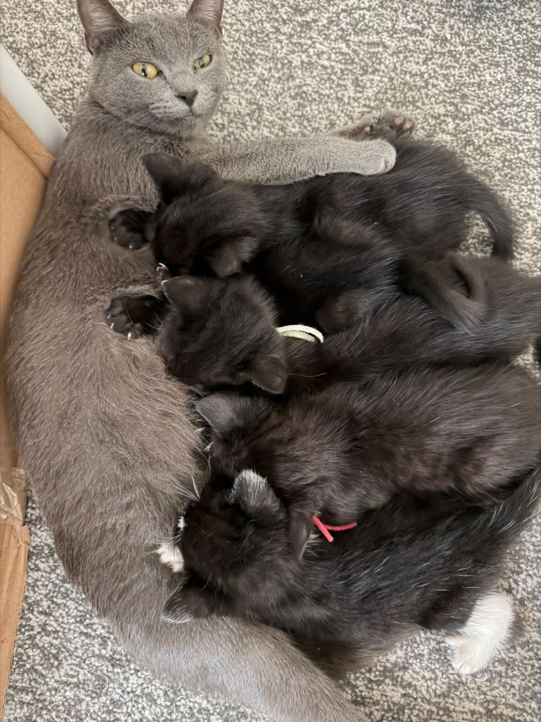 Kittens 
