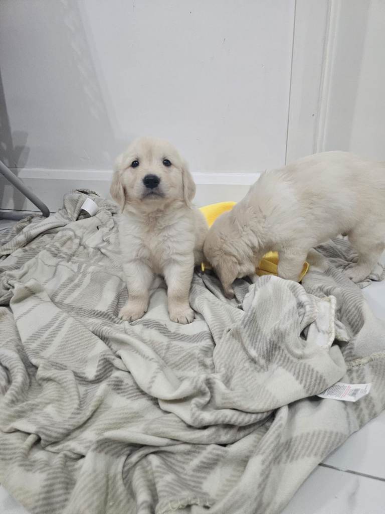 Golden retriever puppies 