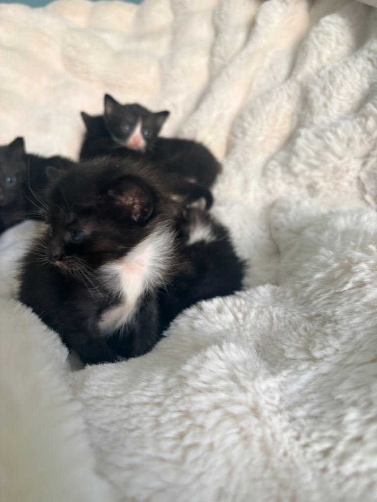 Beautiful Tuxedo & Black Long-Haired Kittens – Ready from 25th August 🐾