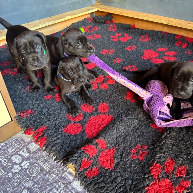 Ready now! KC Great Dane puppies 