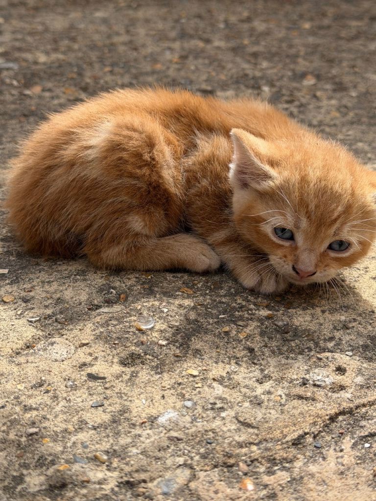 🐱 Gorgeous Ginger Kitten – 🧡