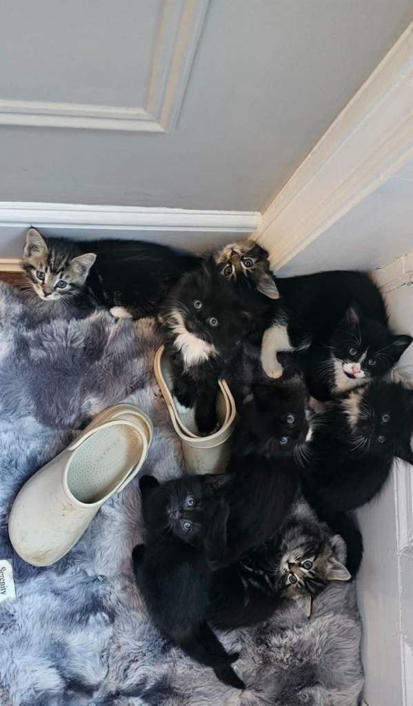 3 Stunning Maine Coon X male kittens left