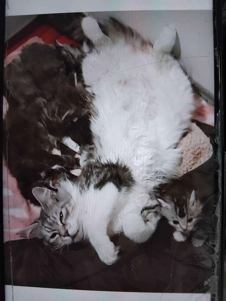 Maincoon full breed 