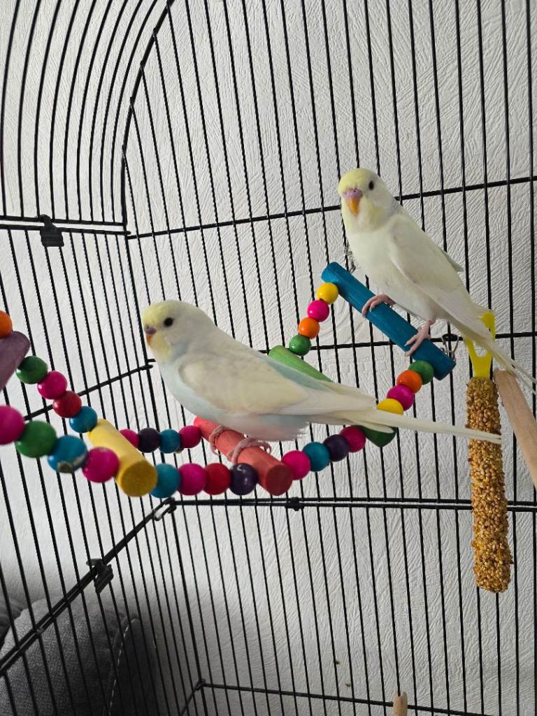 Pair of Beautiful Light Yellow Budgerigars Looking for a New Home
