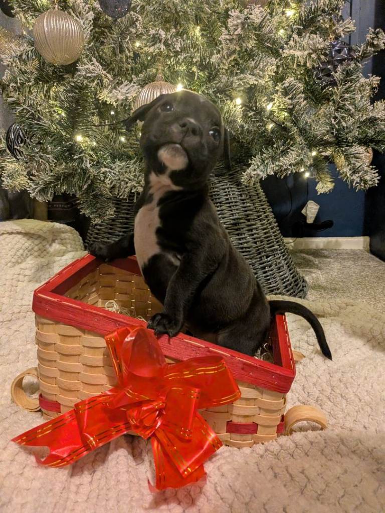 Staffy X pocket bully 