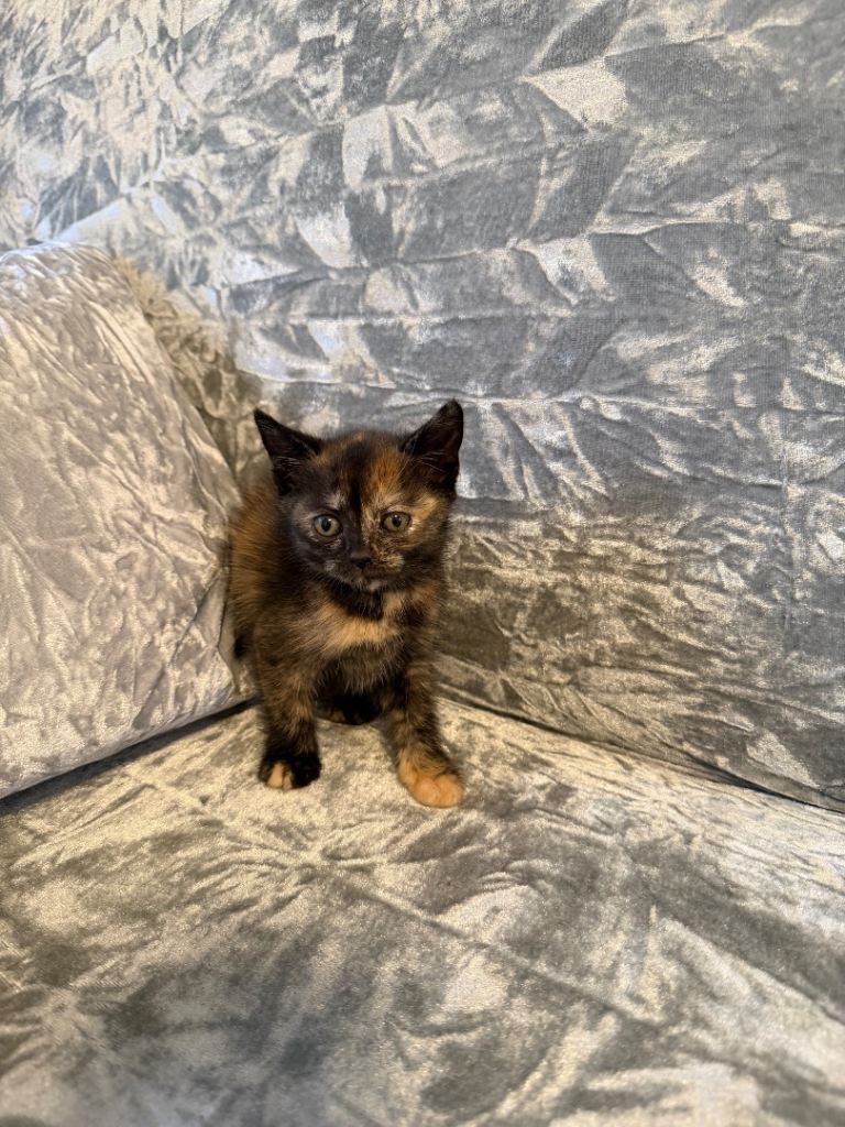 Mixed litter British shorthair kittens 