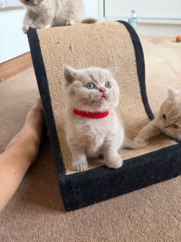 🐾 5 Adorable British Shorthair Kittens for Sale! 🐱❤️