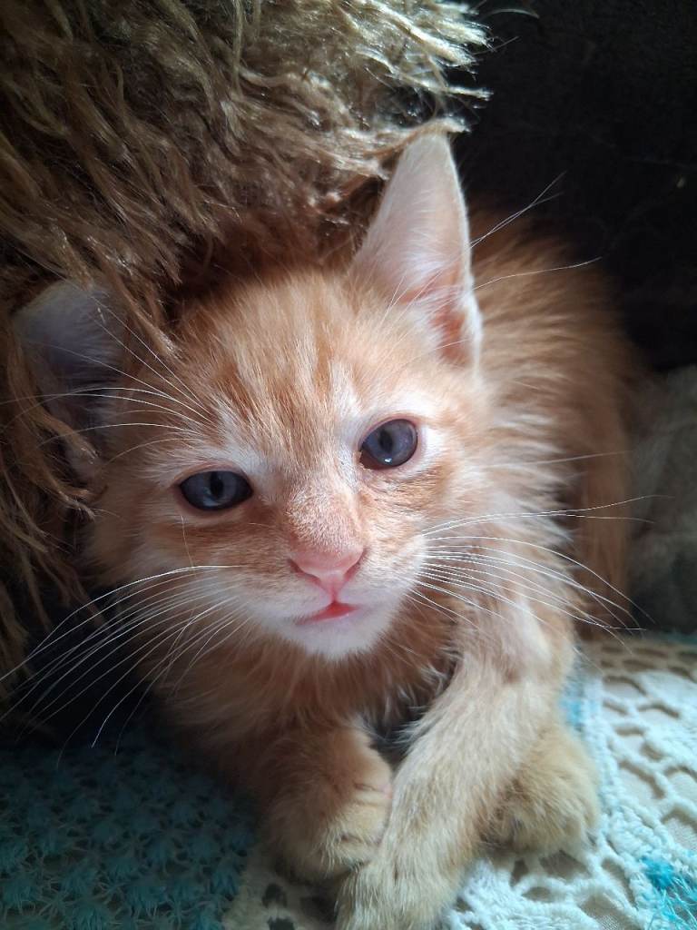 Flame point siamese x kitten  ginger wht reduced £160