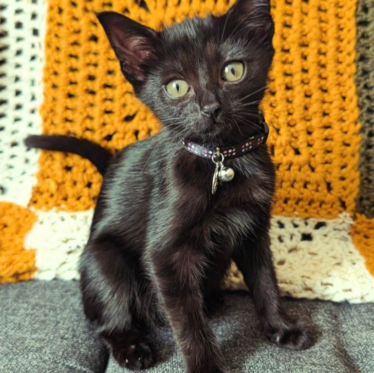 Black Kitten & All her Toys (Sold)