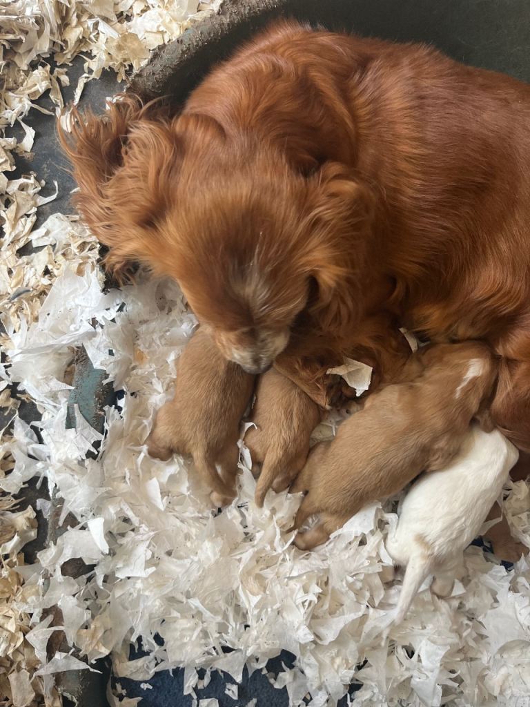 Cocker spaniel puppies 