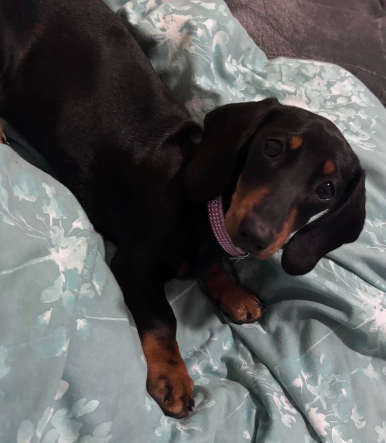 Miniture dachshund 