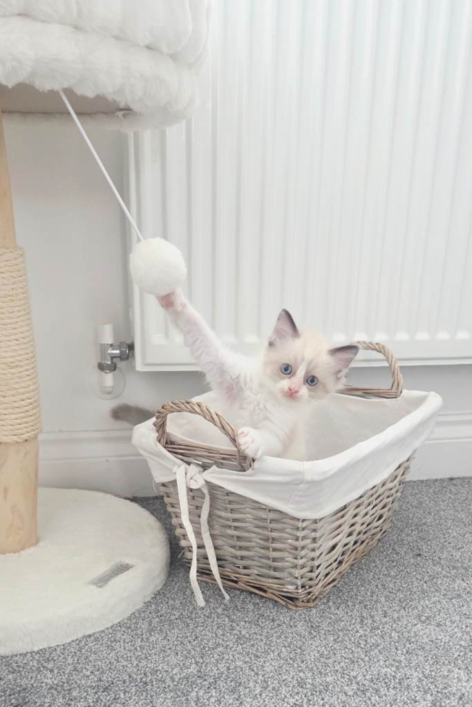 Gorgeous pure Ragdoll girls