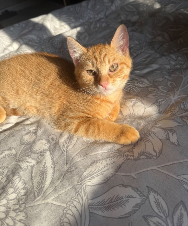 Kitten 