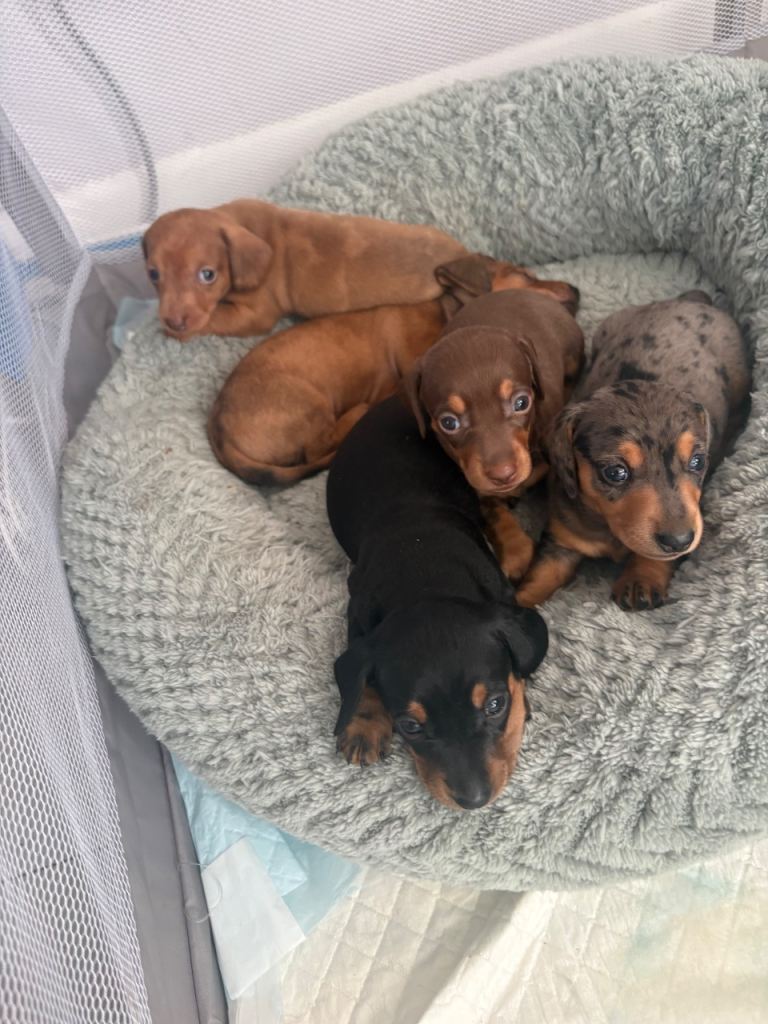 Miniature Daschund puppies 