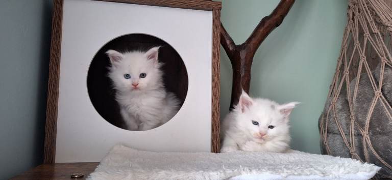 Registered Maine coon kittens available