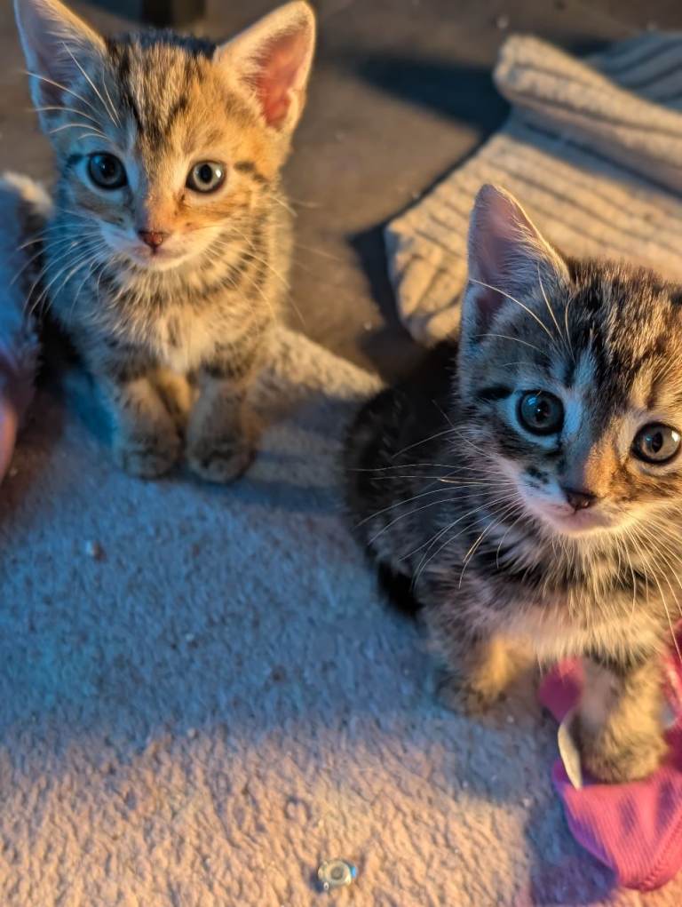 8 absolutely stunning kittens!