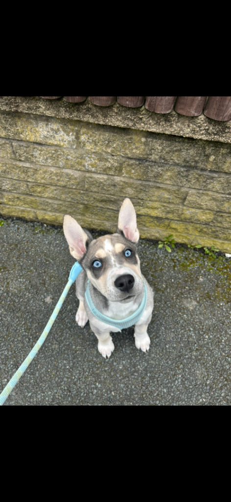 Puppy for sale
