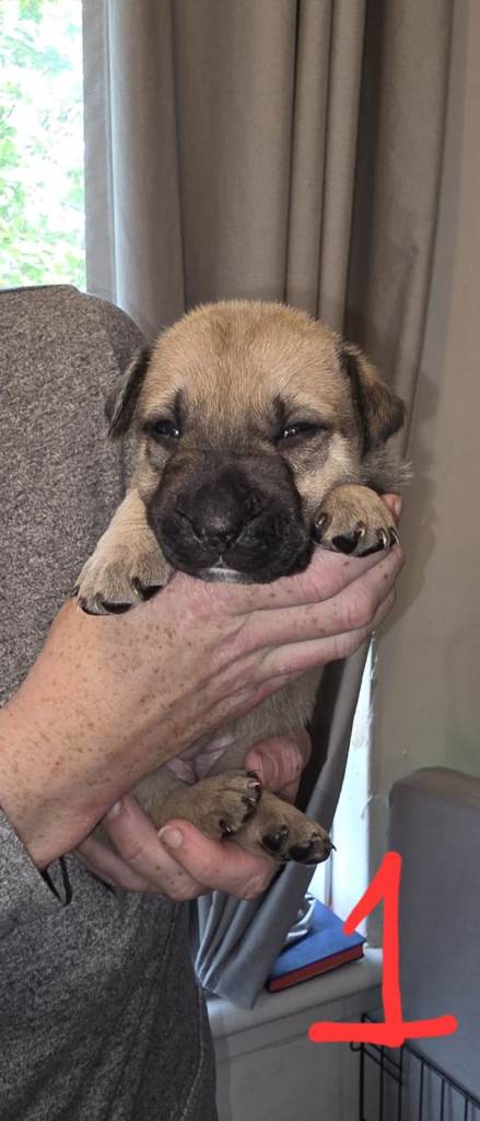Cross Breed Puppies for sale 