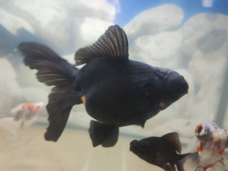 Coldwater fish