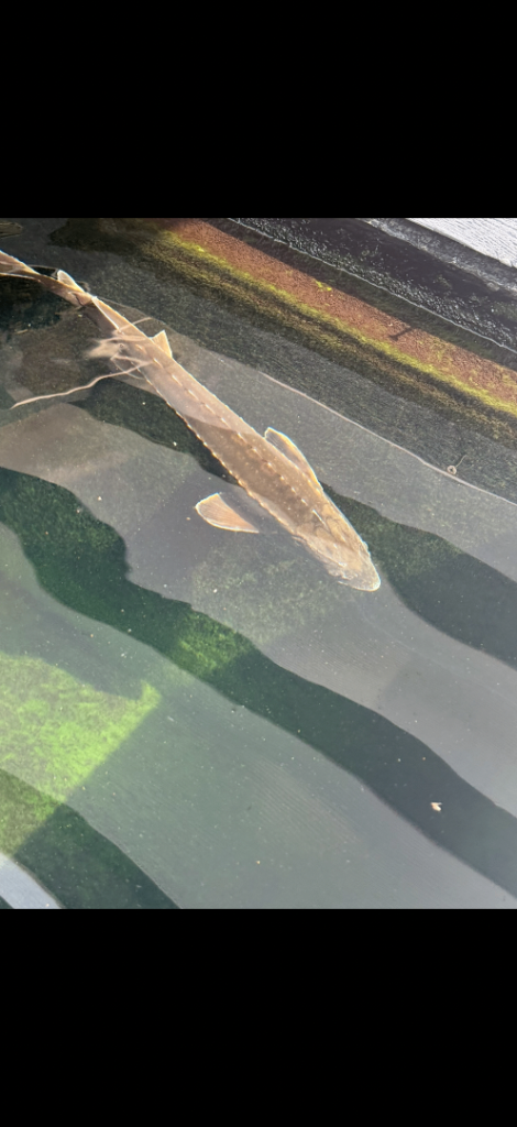 Diamond back Sturgeon pond fish koi