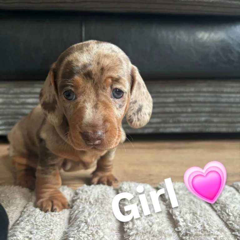 Miniature Dachshund Puppies 