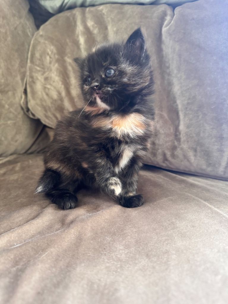Ready to leave - Kittens 