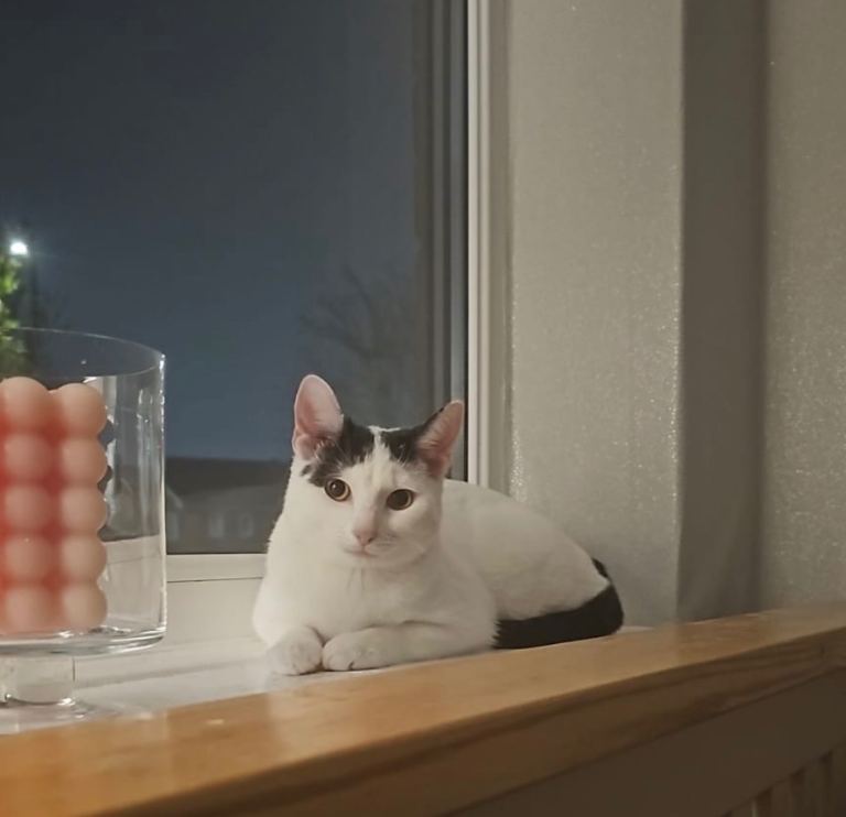 Male indoor cat neutered.