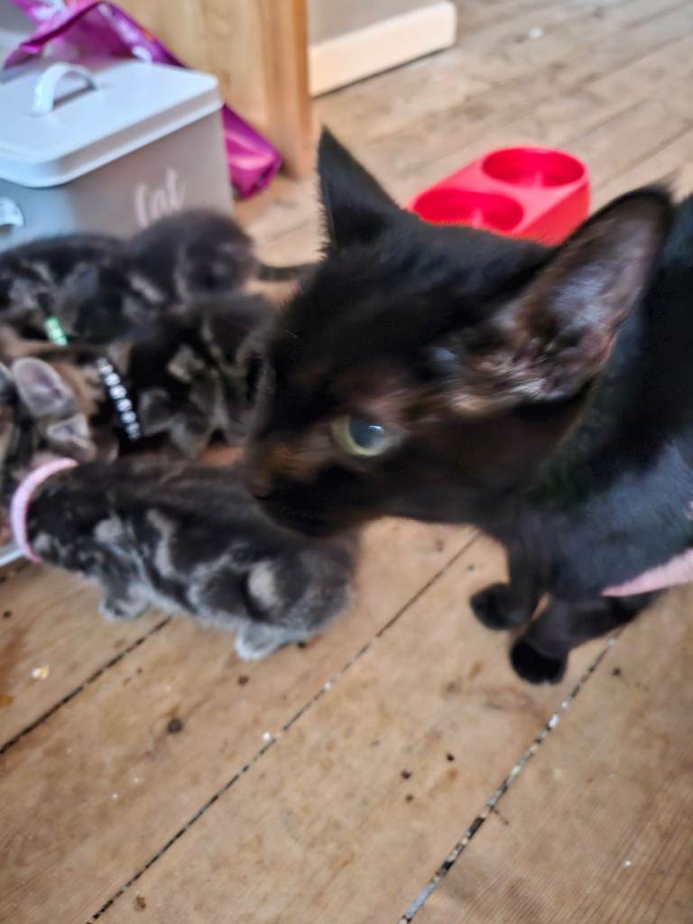 Kittens for sale 