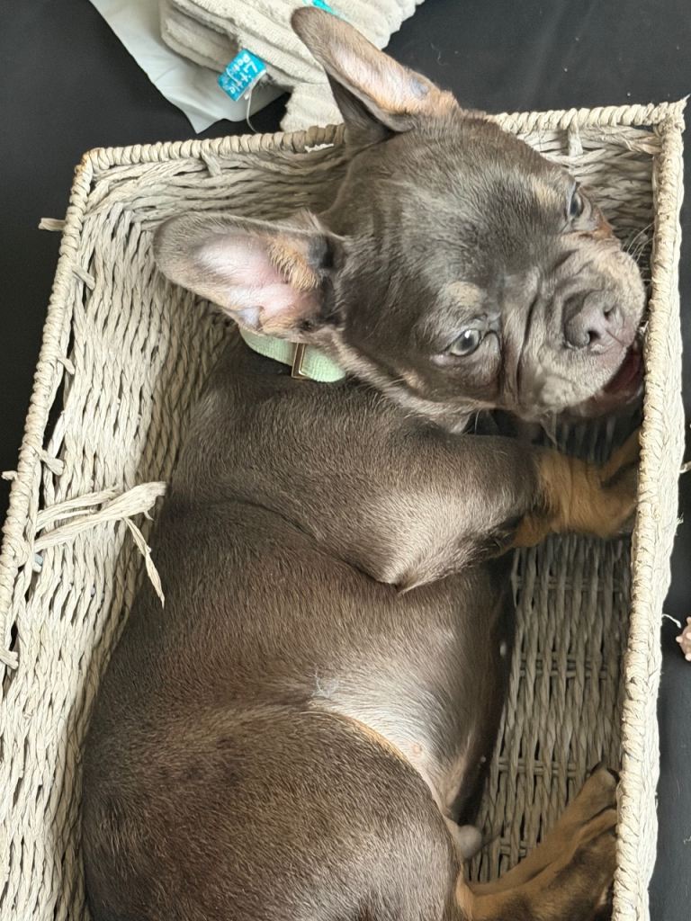 French bulldog puppy 