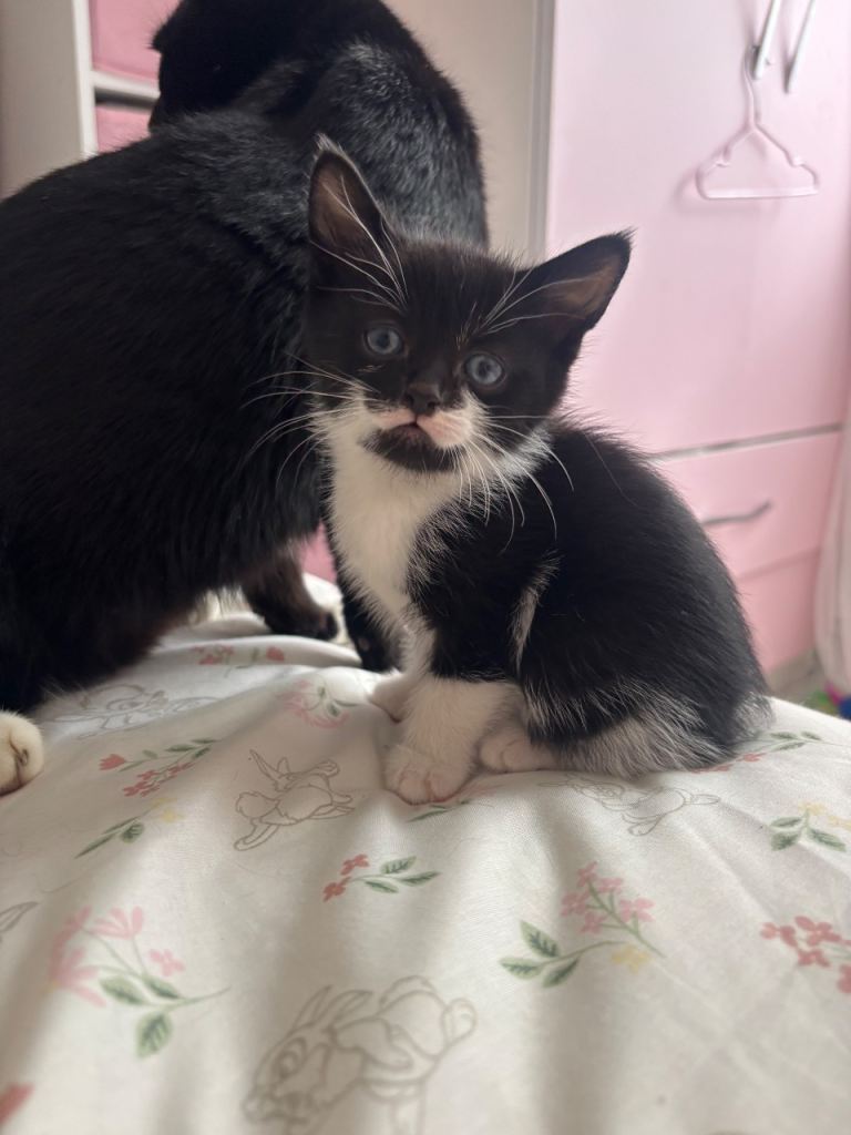 Black and white kittens 