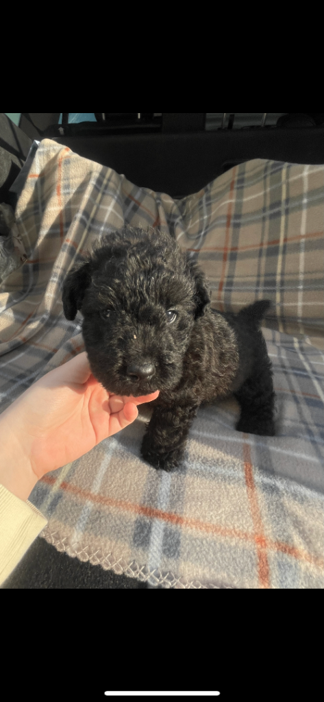 🐾two beautiful boy puppy’s for sale🐾