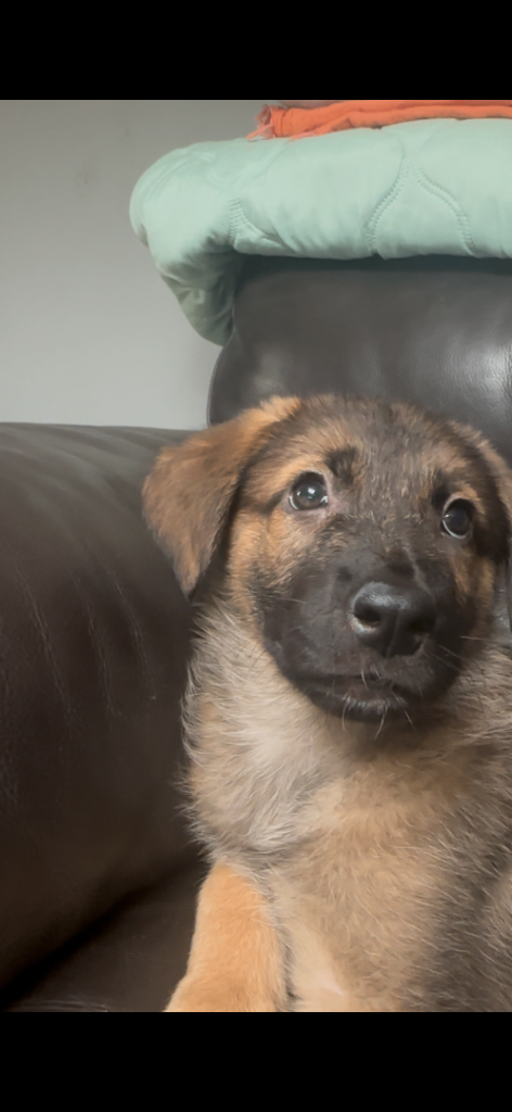 Puppy for sale German x Asian shepherd