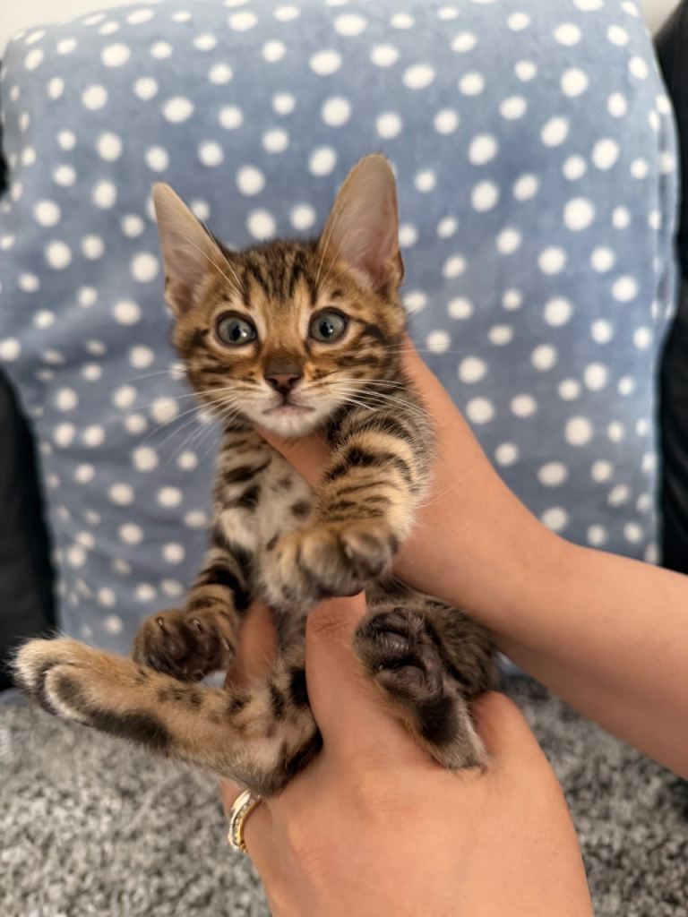 Full breed bengals 
