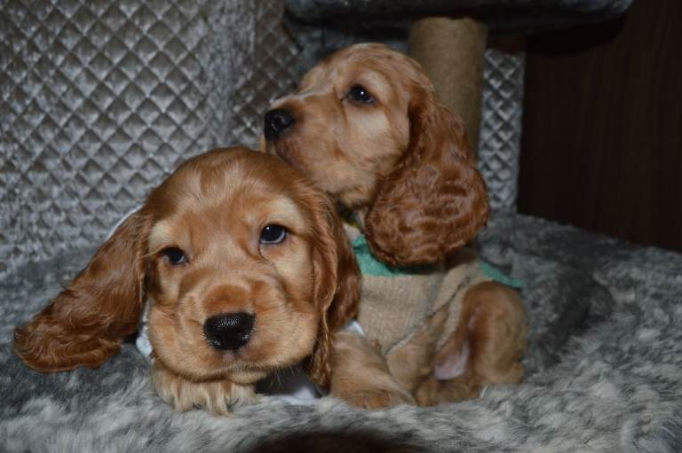 🐶English Cocker Spaniel Puppies ( 2 Boys) 🐶